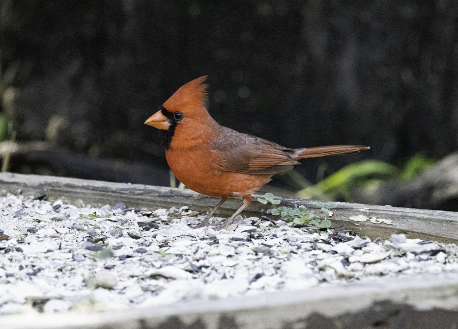 Northern Cardinal - ML557189311