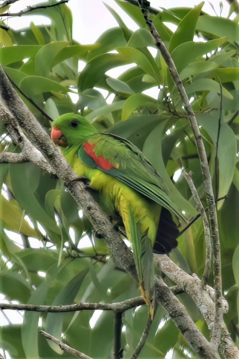 Olive-shouldered Parrot - José Teixeira