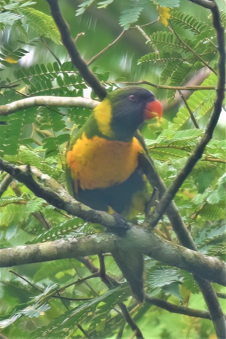 Marigold Lorikeet - ML557190191