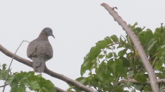 Zoe's Imperial-Pigeon - ML557192071