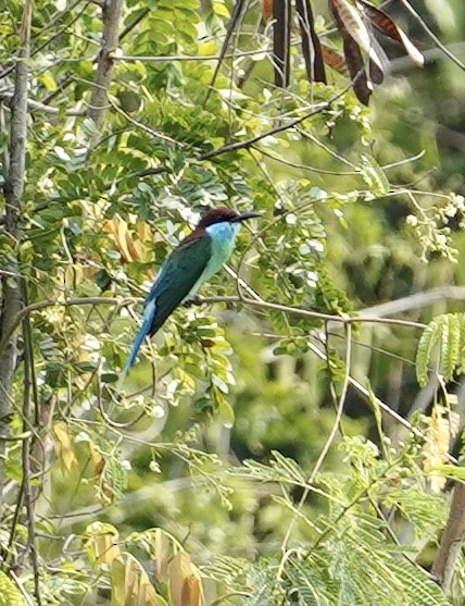 Blue-throated Bee-eater - ML557192111