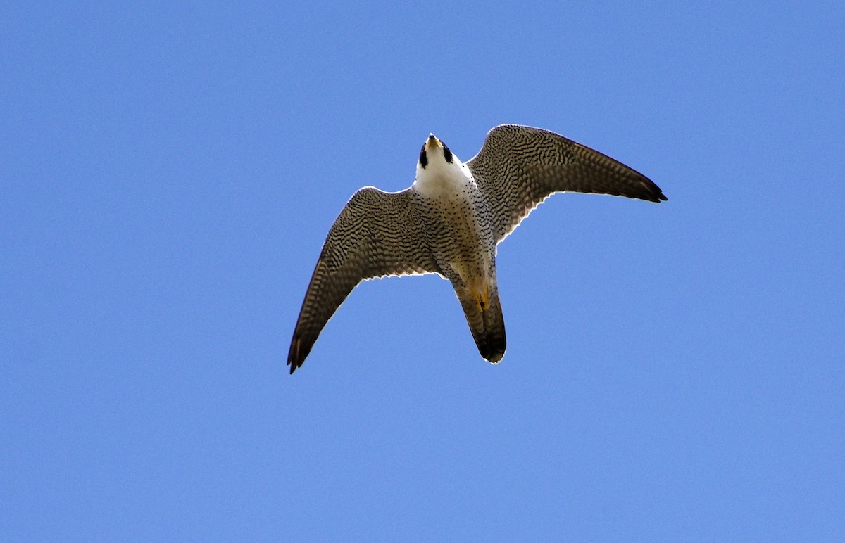 Peregrine Falcon - ML557193421