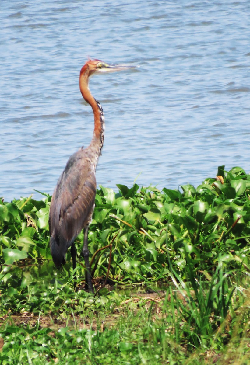 Goliath Heron - Rick Jacobsen