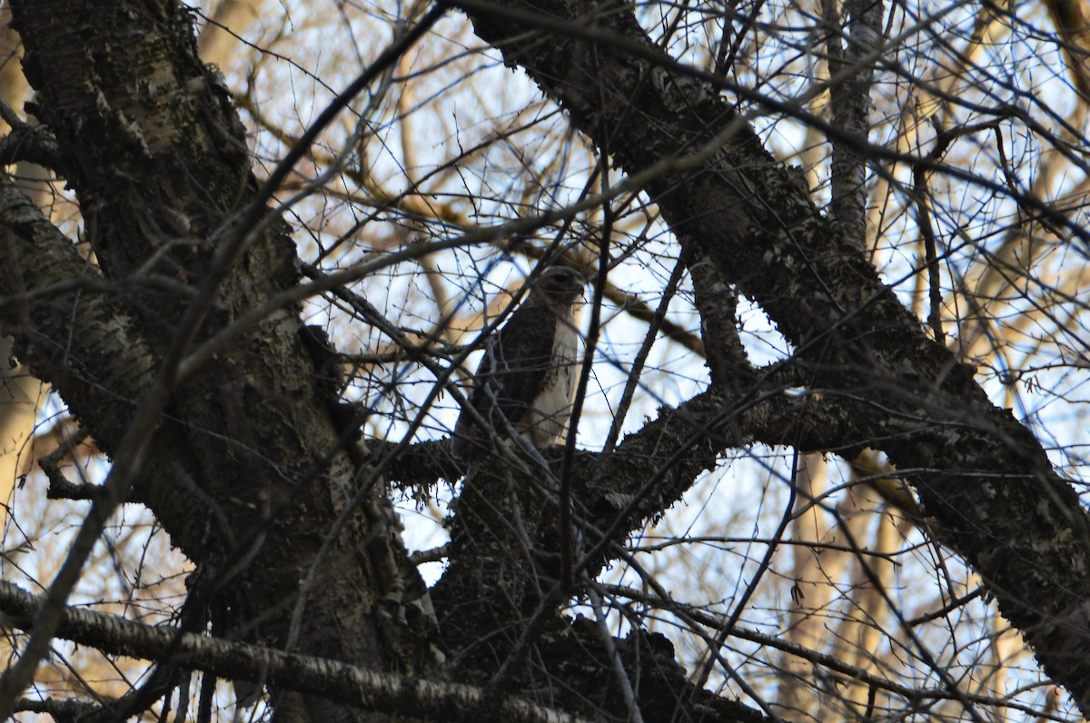 Red-tailed Hawk - ML557198071