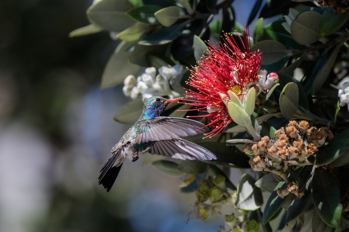 kolibřík širokozobý - ML557198301