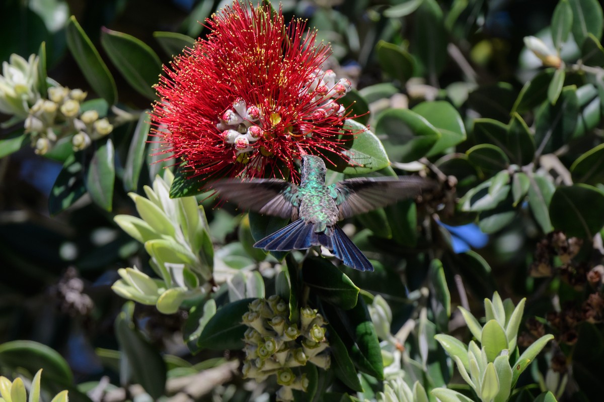 kolibřík širokozobý - ML557198311