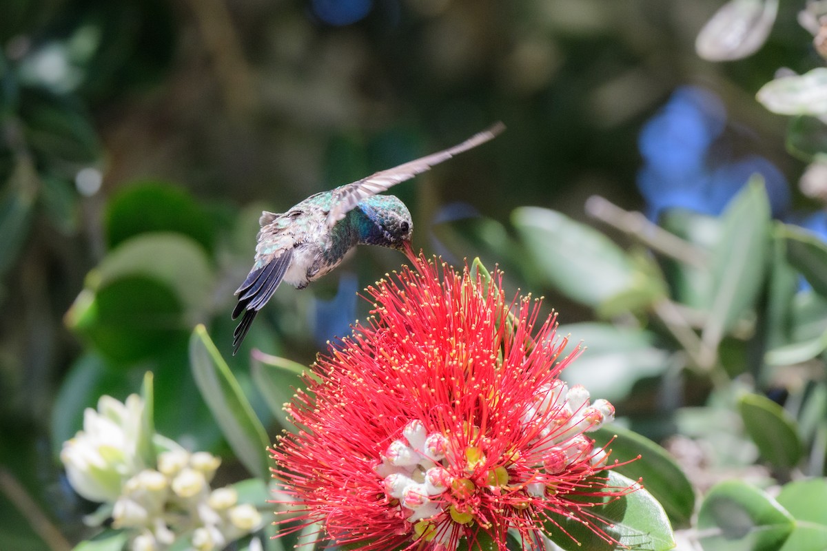 Broad-billed Hummingbird - John Kuenzli