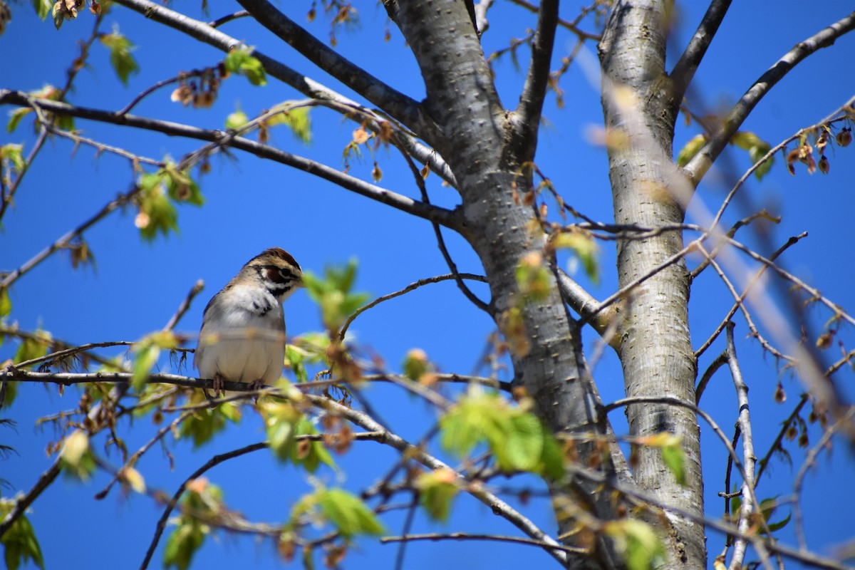 Lark Sparrow - ML557198971