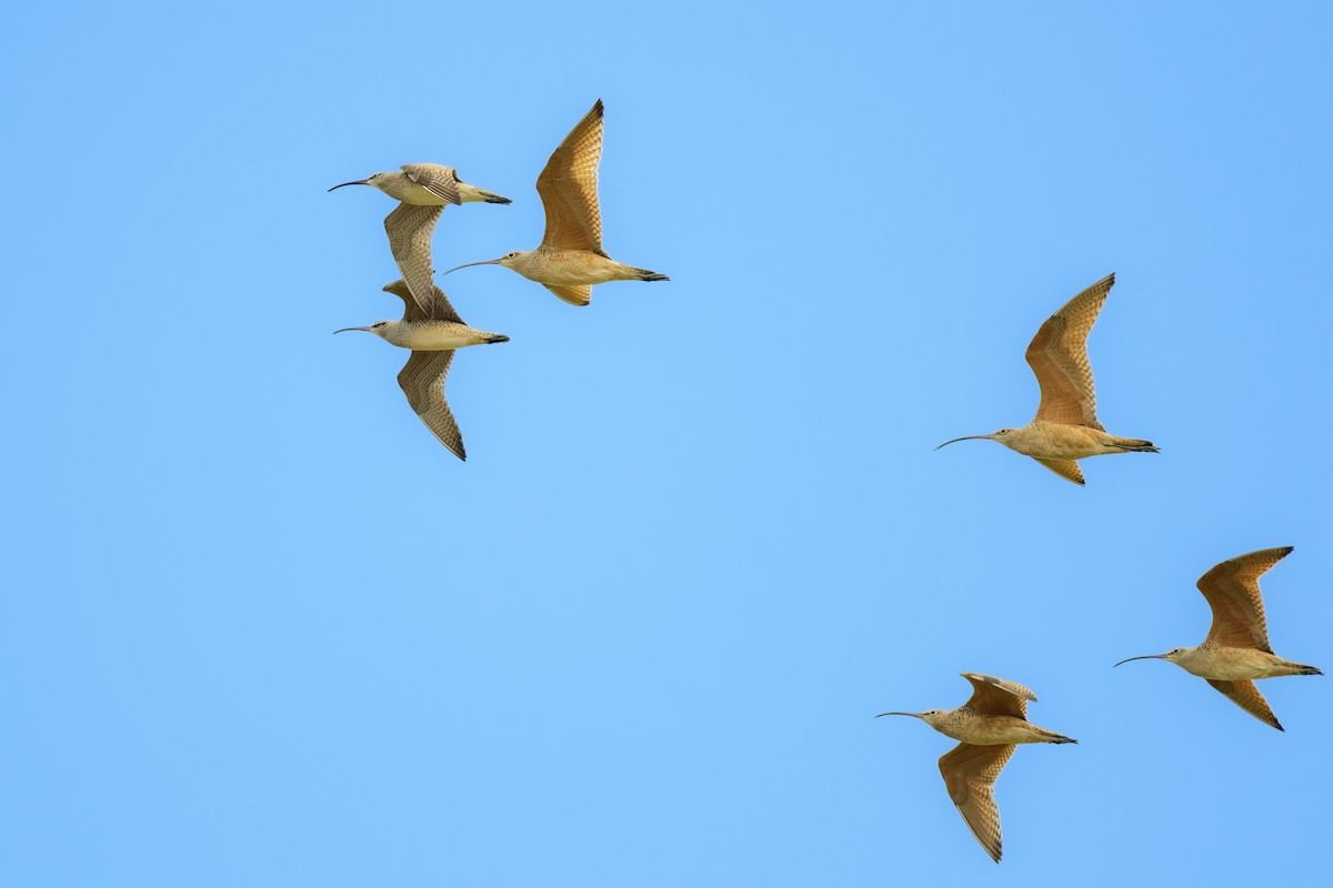 Long-billed Curlew - ML557198991