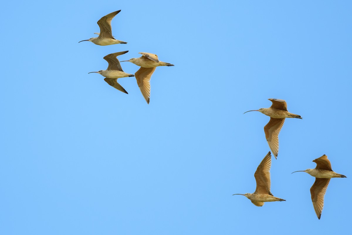 Long-billed Curlew - ML557199001