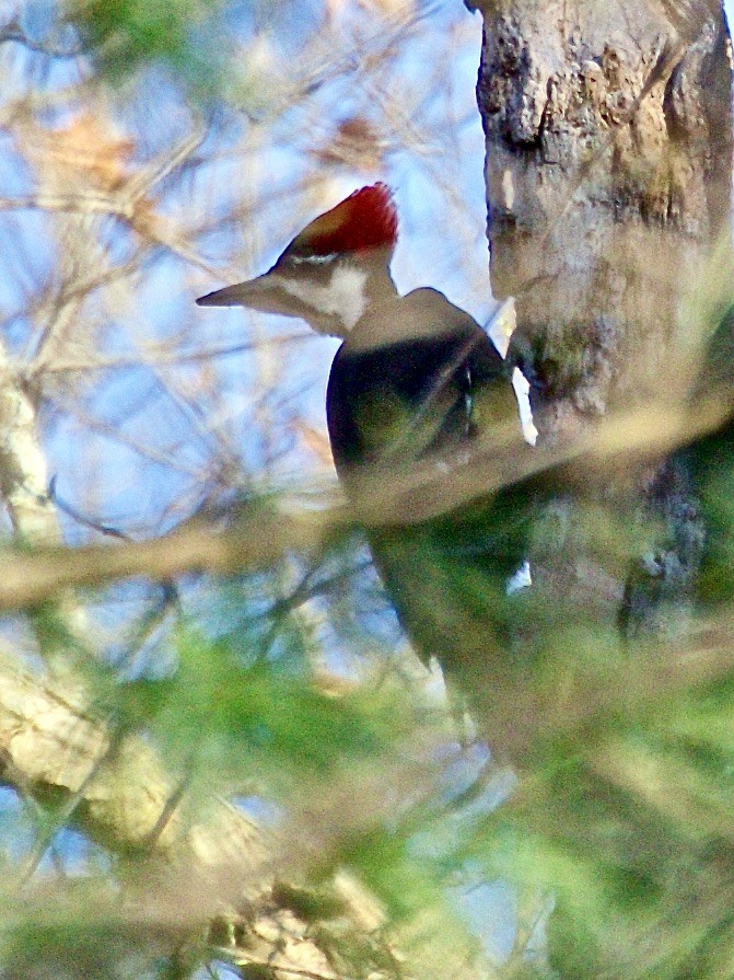 Pileated Woodpecker - ML557199271