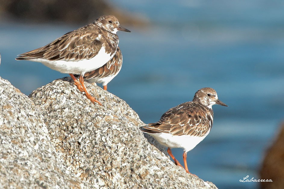 Ruddy Turnstone - Gonzalo Labarrera