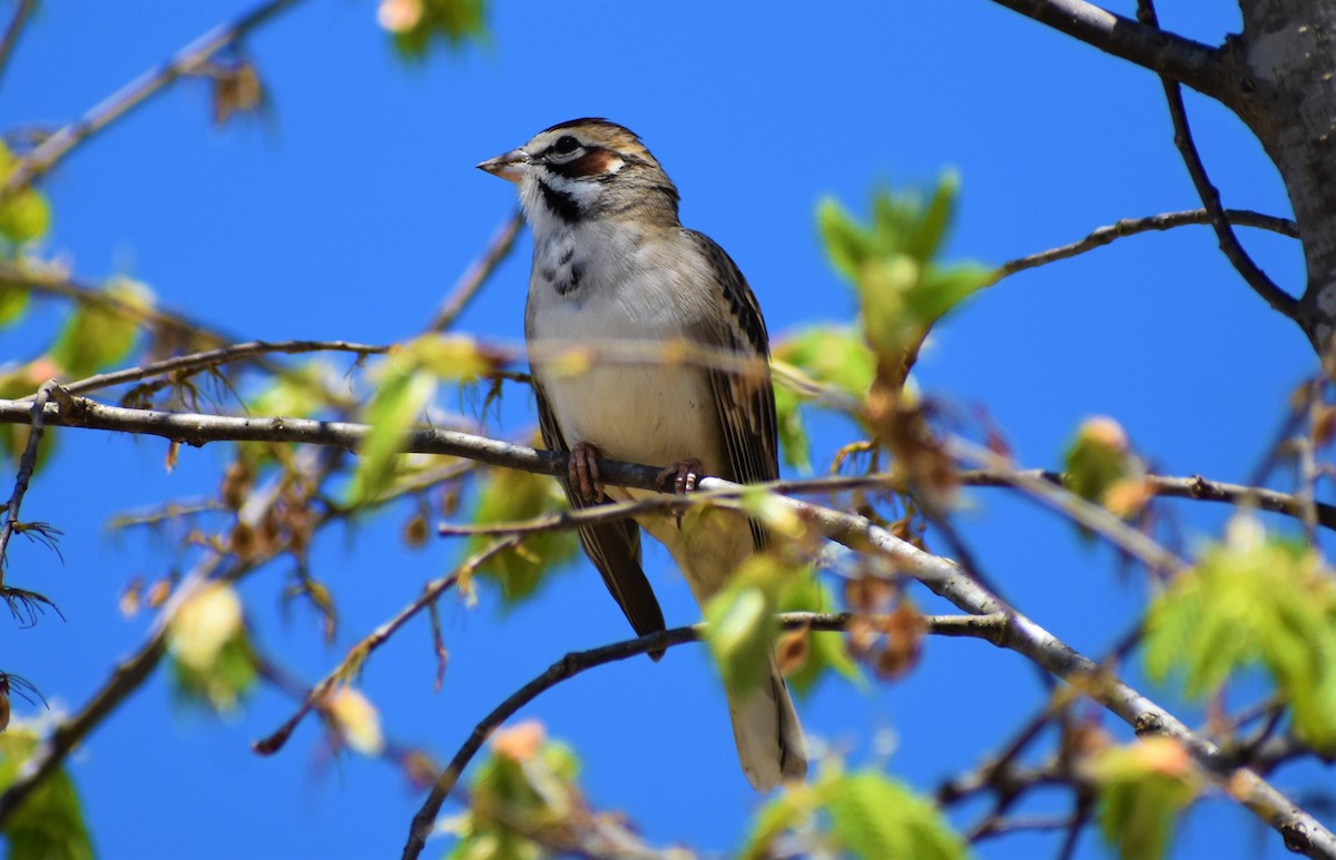 Lark Sparrow - ML557199581