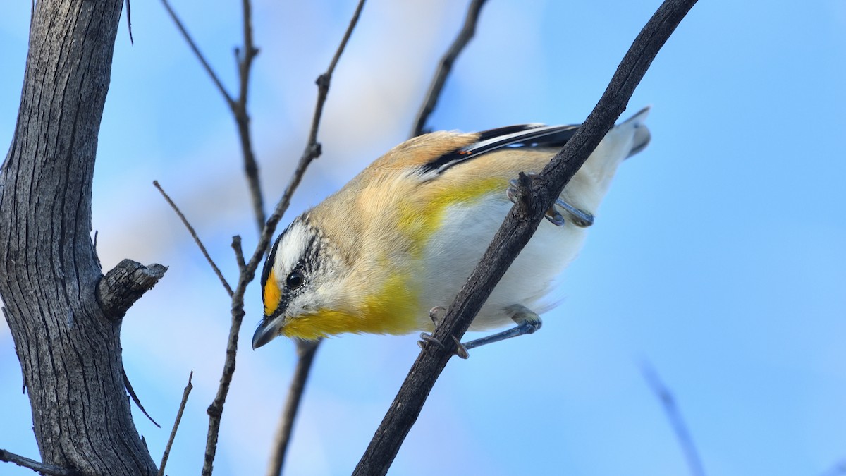 Striated Pardalote - ML557201701