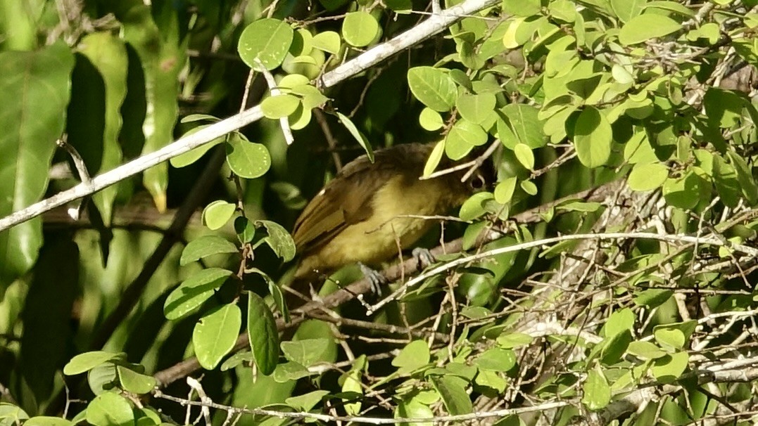 Yellow-bellied Greenbul - Jan Ekkers