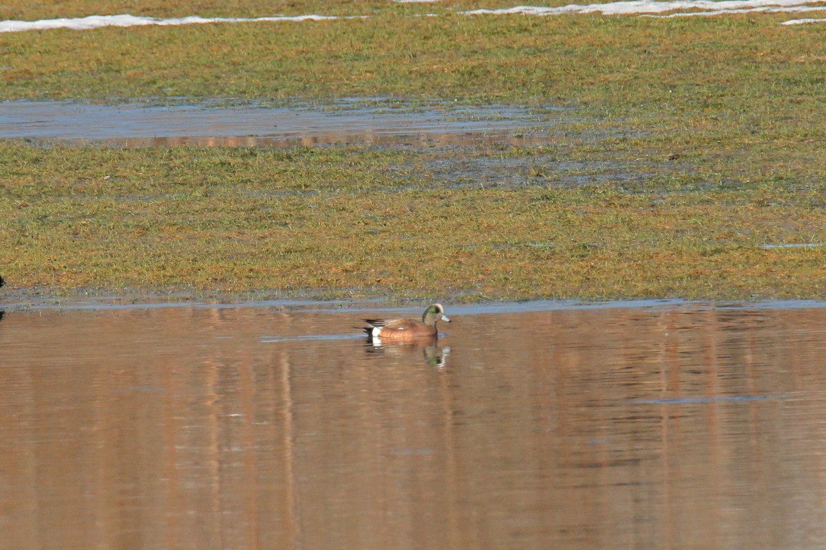 American Wigeon - ML557202031