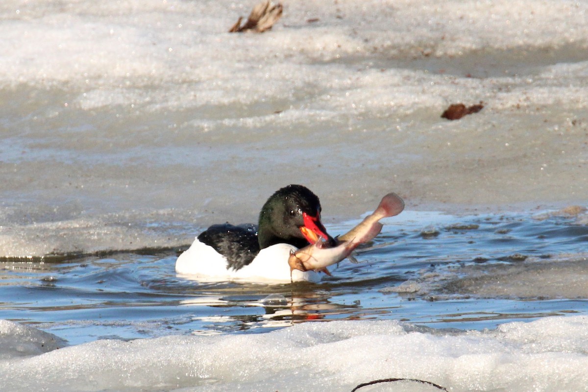 Common Merganser - ML557202071