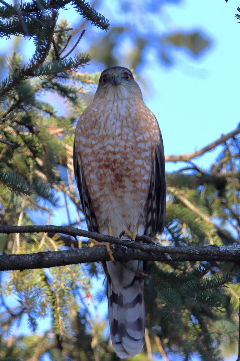 Cooper's Hawk - ML557202151