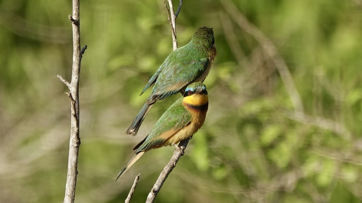 Little Bee-eater - ML557202591