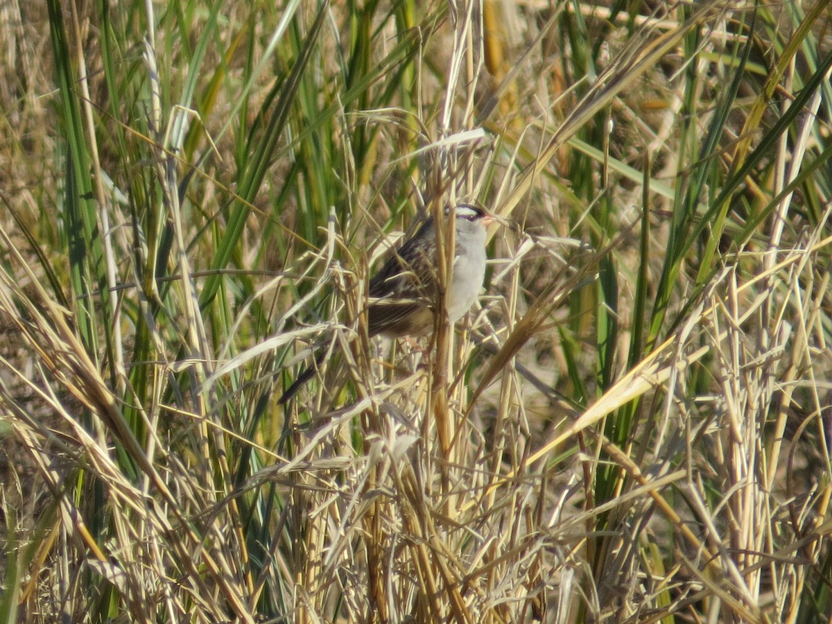 strnadec bělopásý (ssp. leucophrys) - ML557203081
