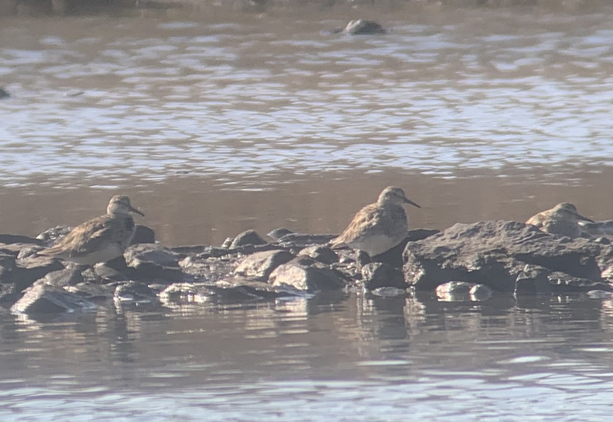 Pectoral Sandpiper - ML557203831