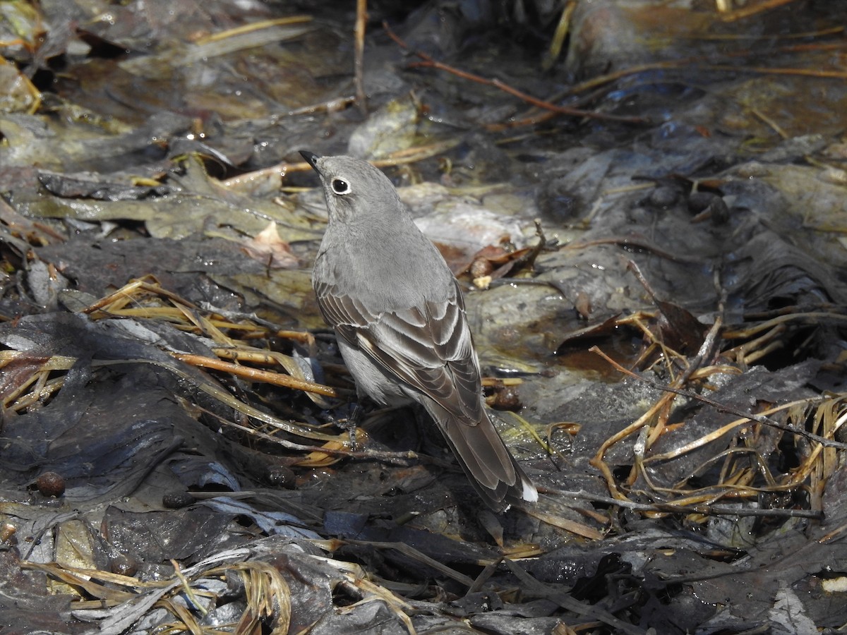 Townsend's Solitaire - Dale Heinert