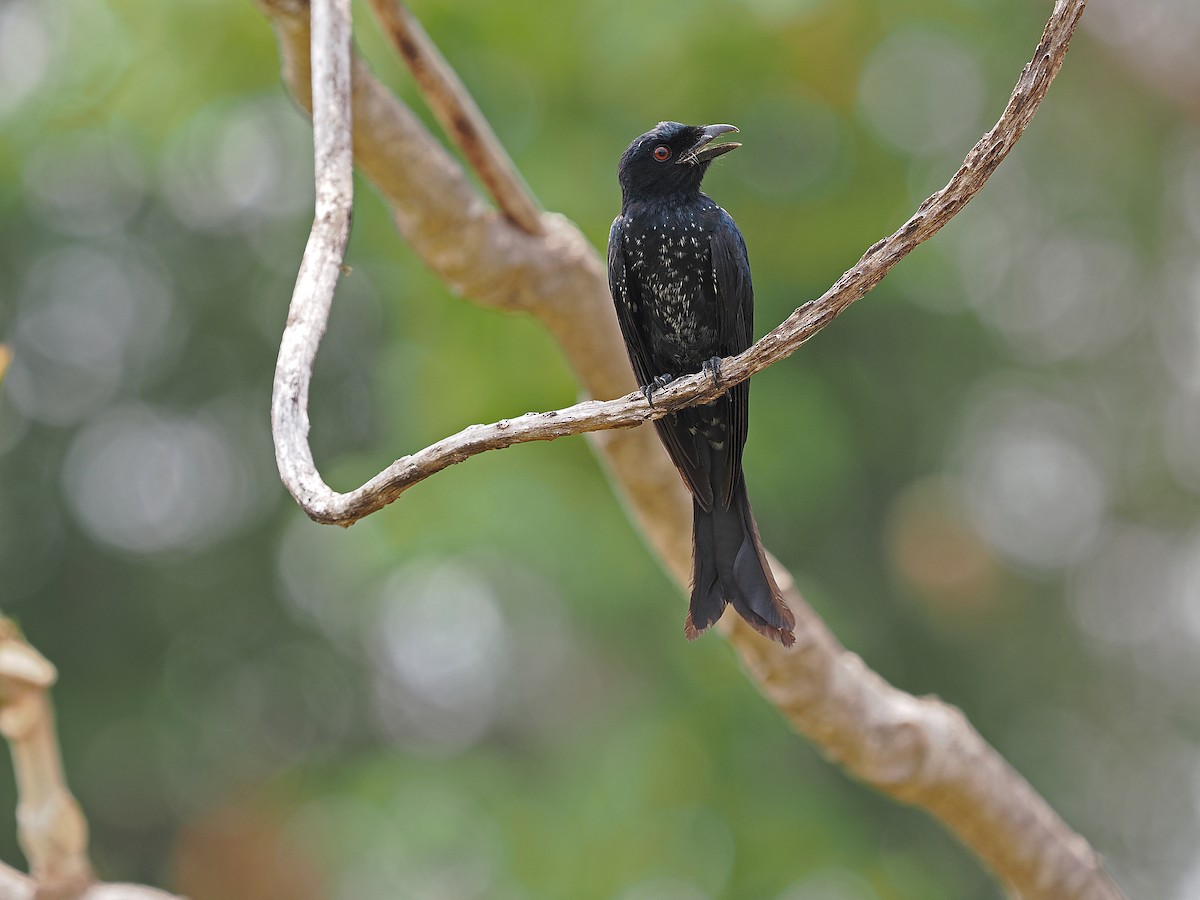 Crow-billed Drongo - James Eaton