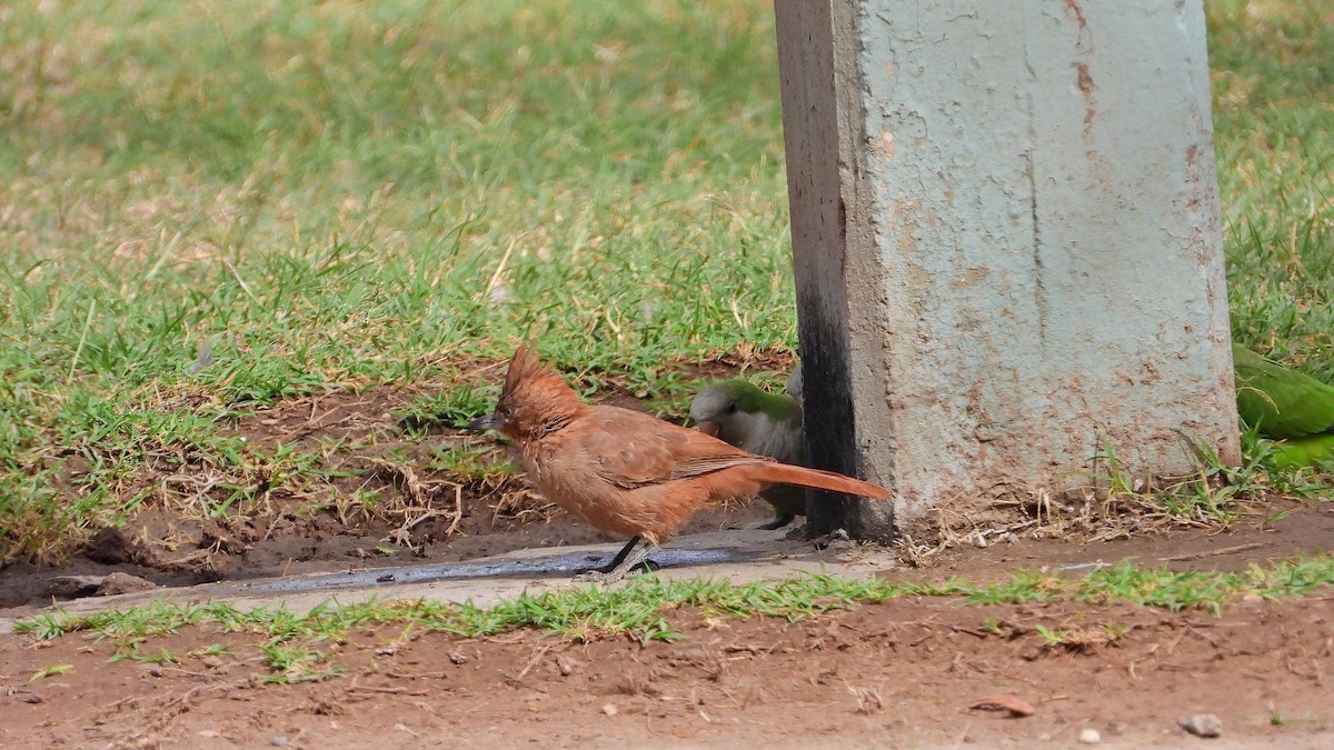 Brown Cacholote - ML557205001