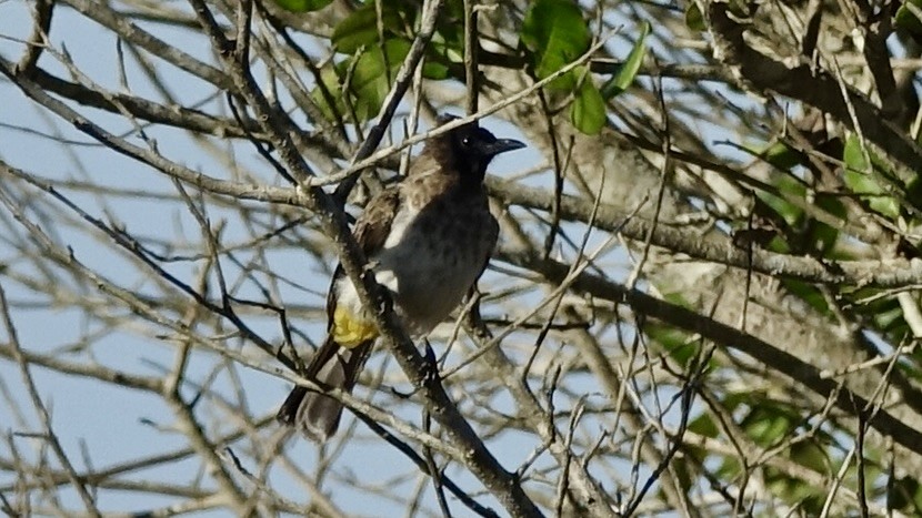 Common Bulbul (Dark-capped) - ML557205771