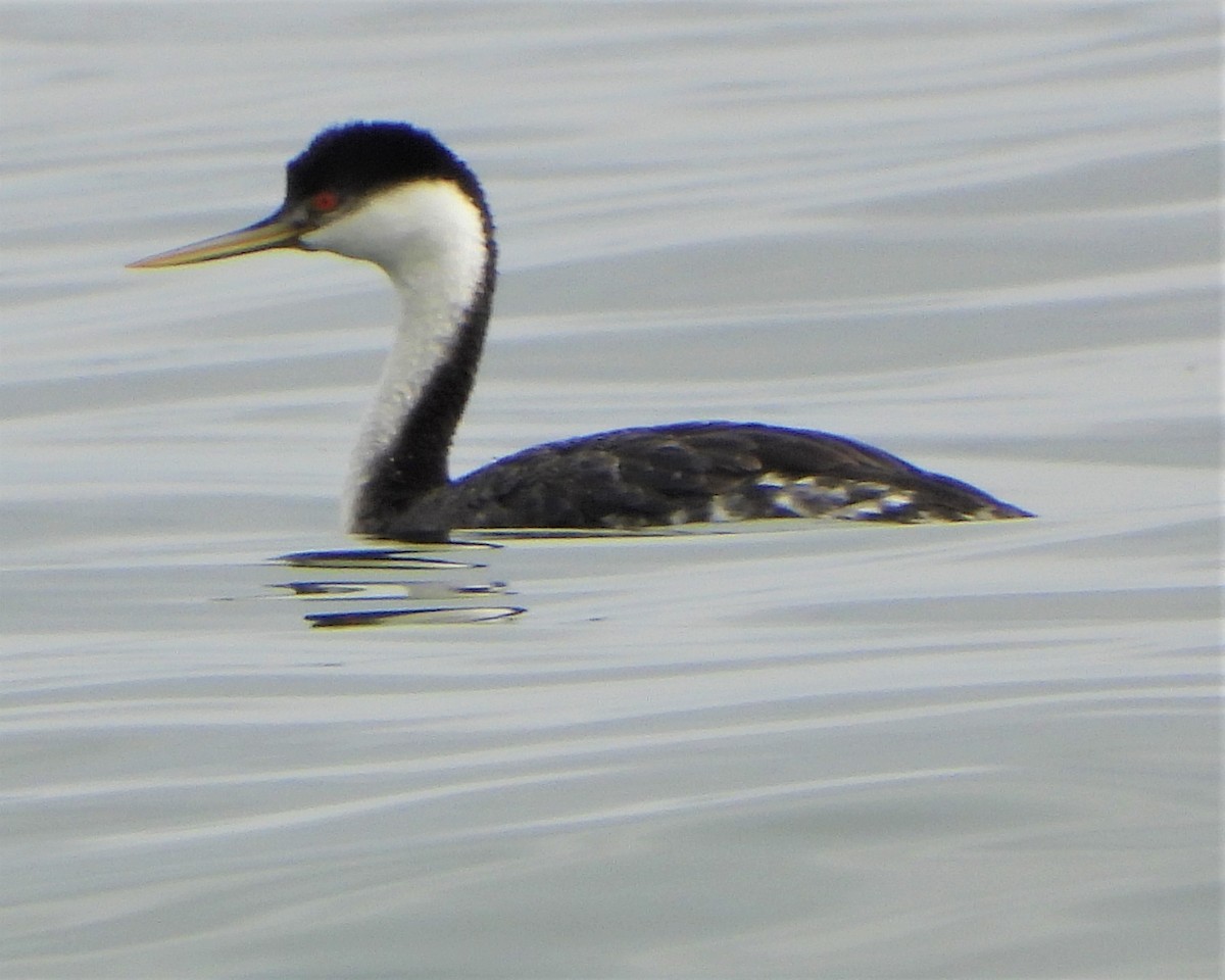 Western Grebe - ML557206071