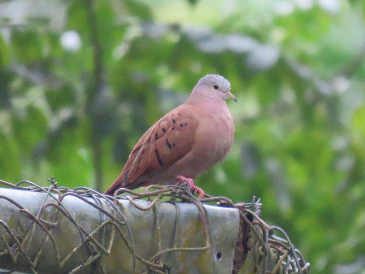 Ruddy Ground Dove - ML557206511