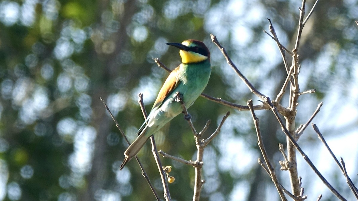 European Bee-eater - ML557207191