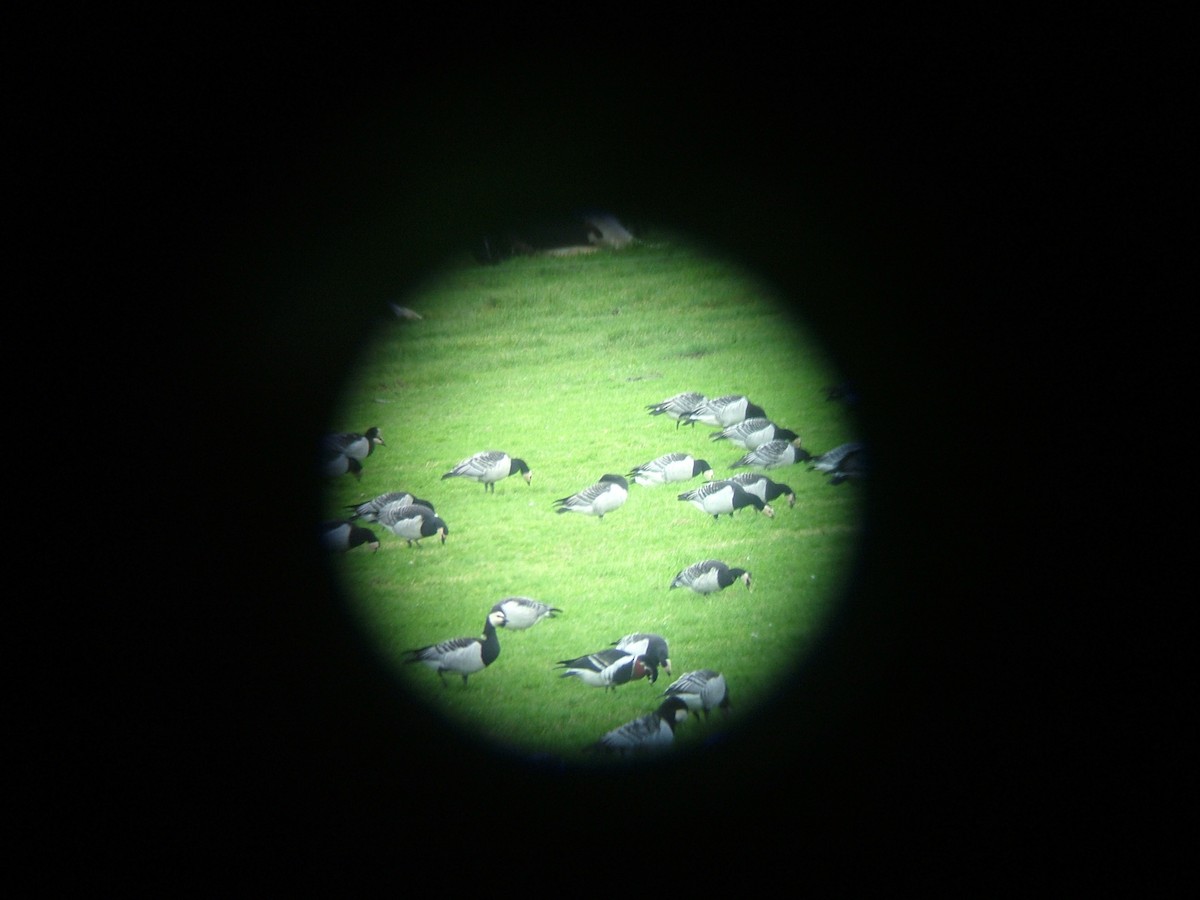 Red-breasted Goose - ML557208801