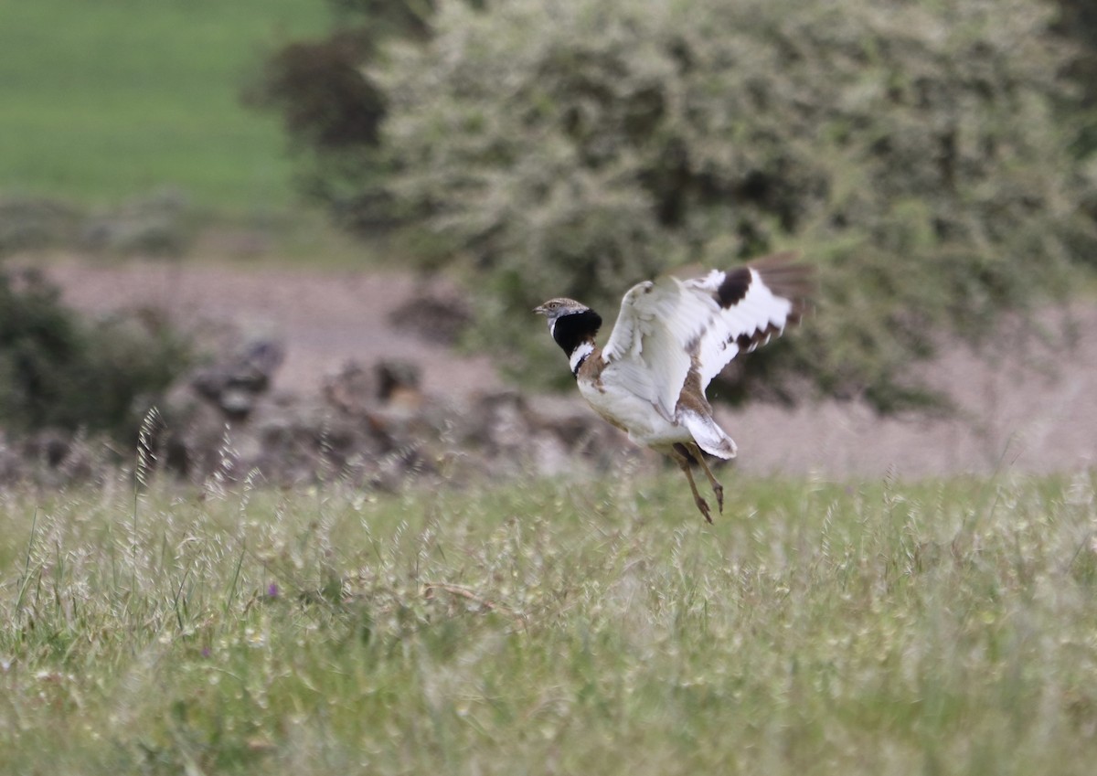 Little Bustard - ML557210311