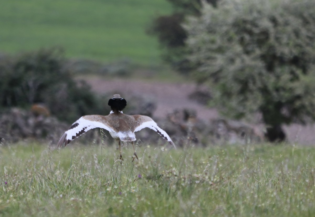 חובה קטנה - ML557210321