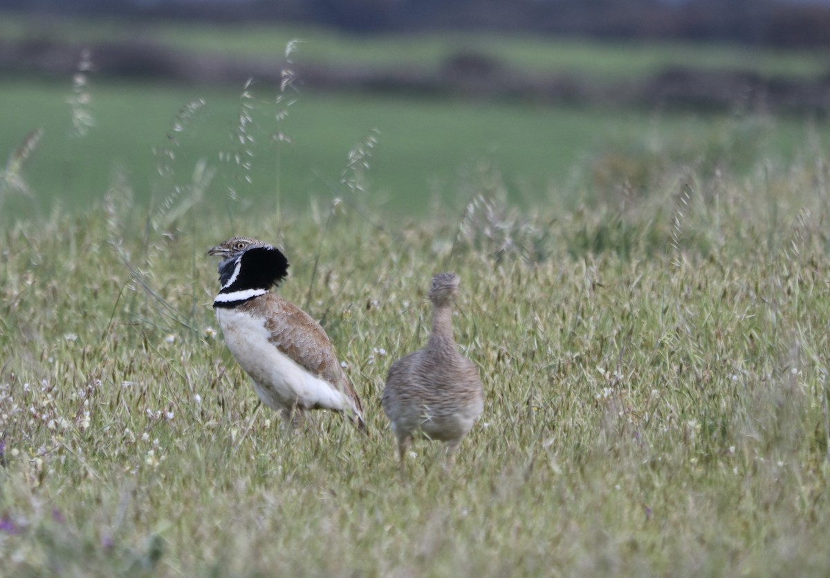 Little Bustard - ML557210331