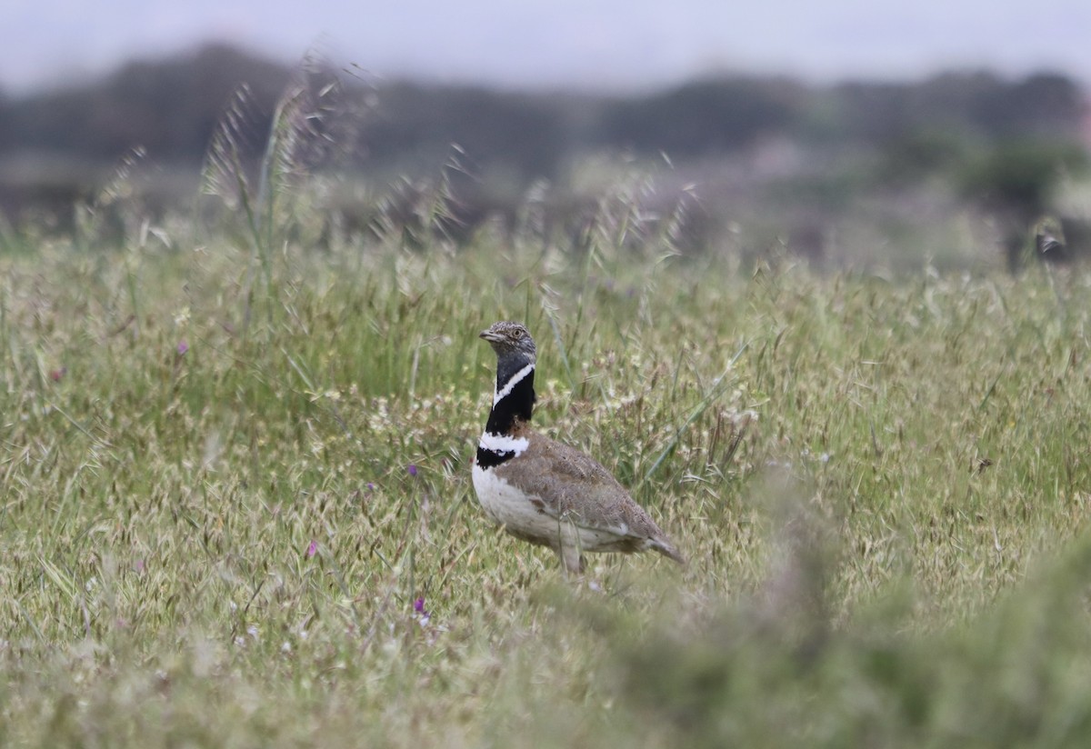 Little Bustard - ML557210341