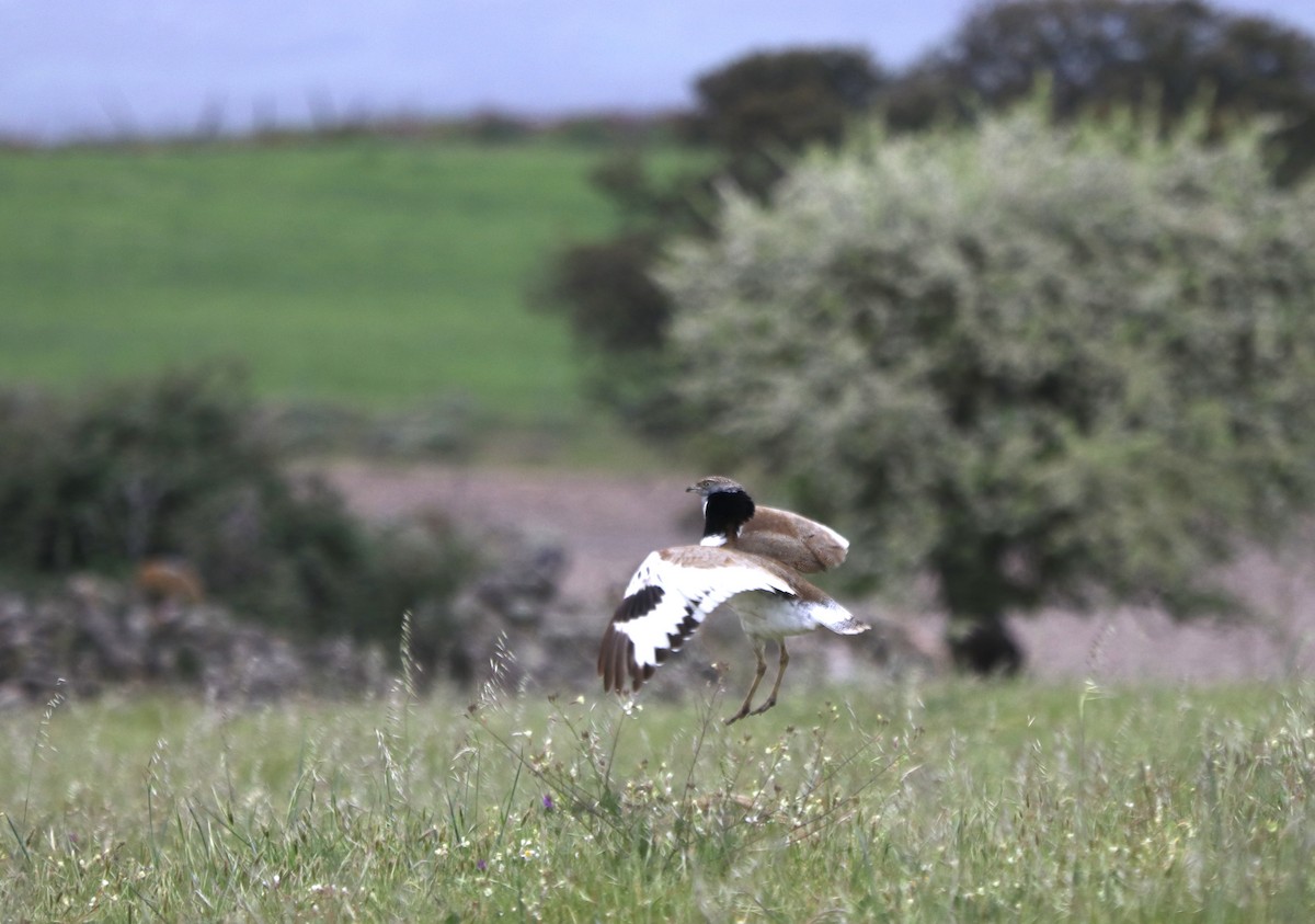 Little Bustard - ML557210351