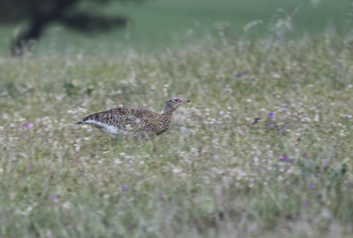 Little Bustard - David Guarnieri