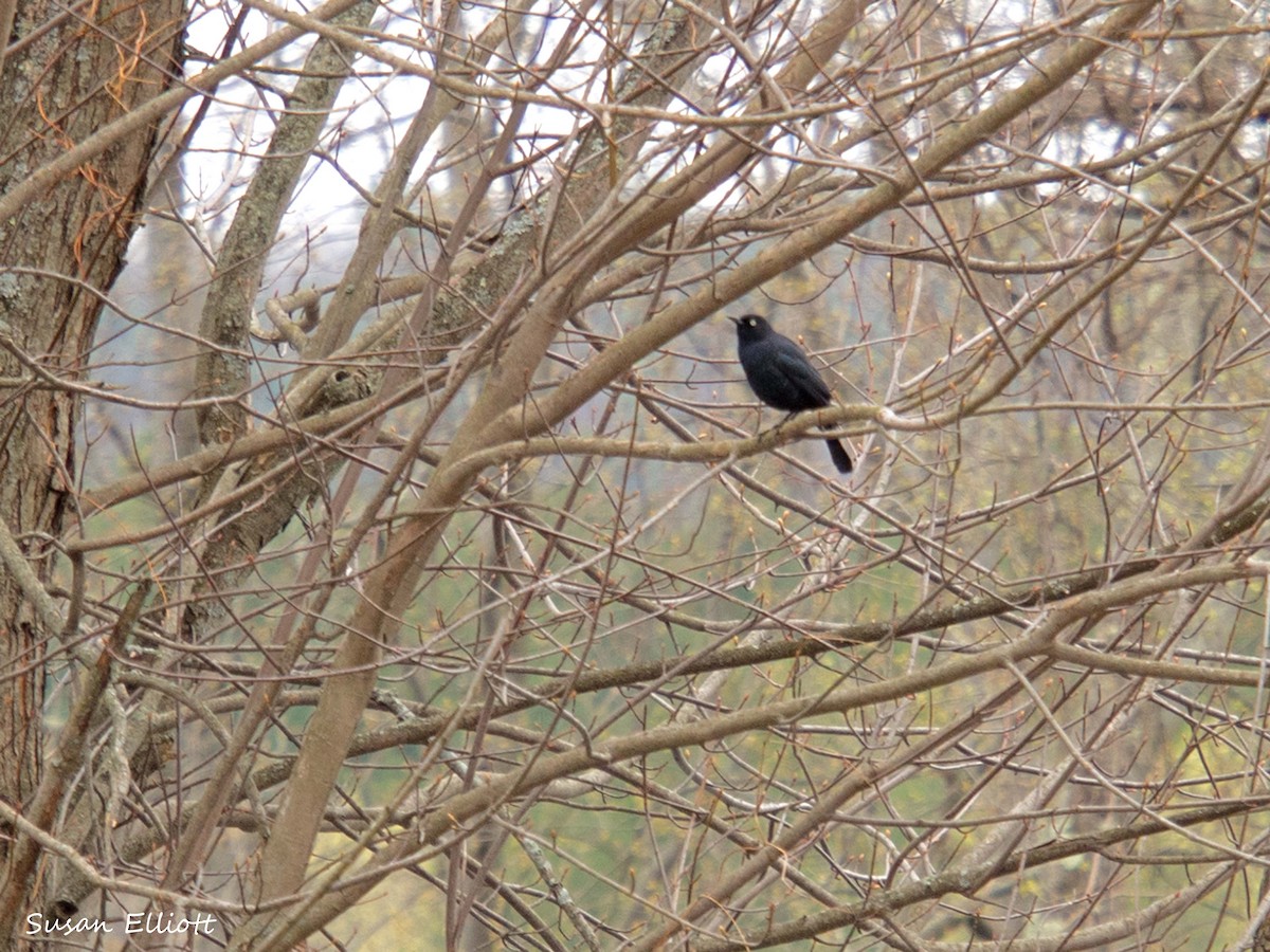 Rusty Blackbird - ML55721111