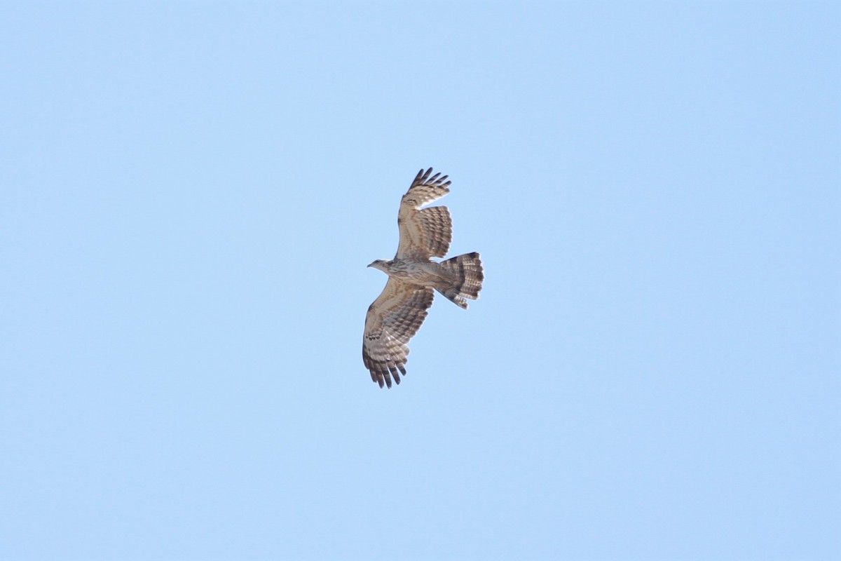 Oriental Honey-buzzard - ML557211411