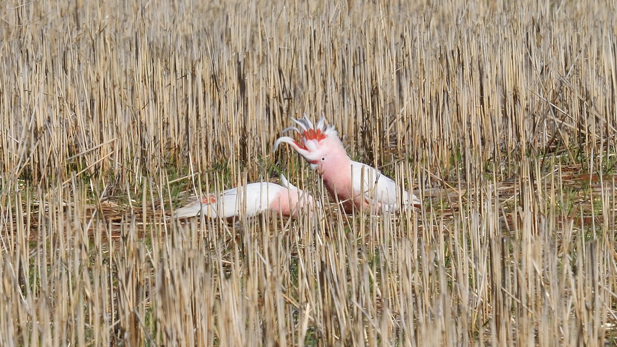 Pink Cockatoo - ML557211571