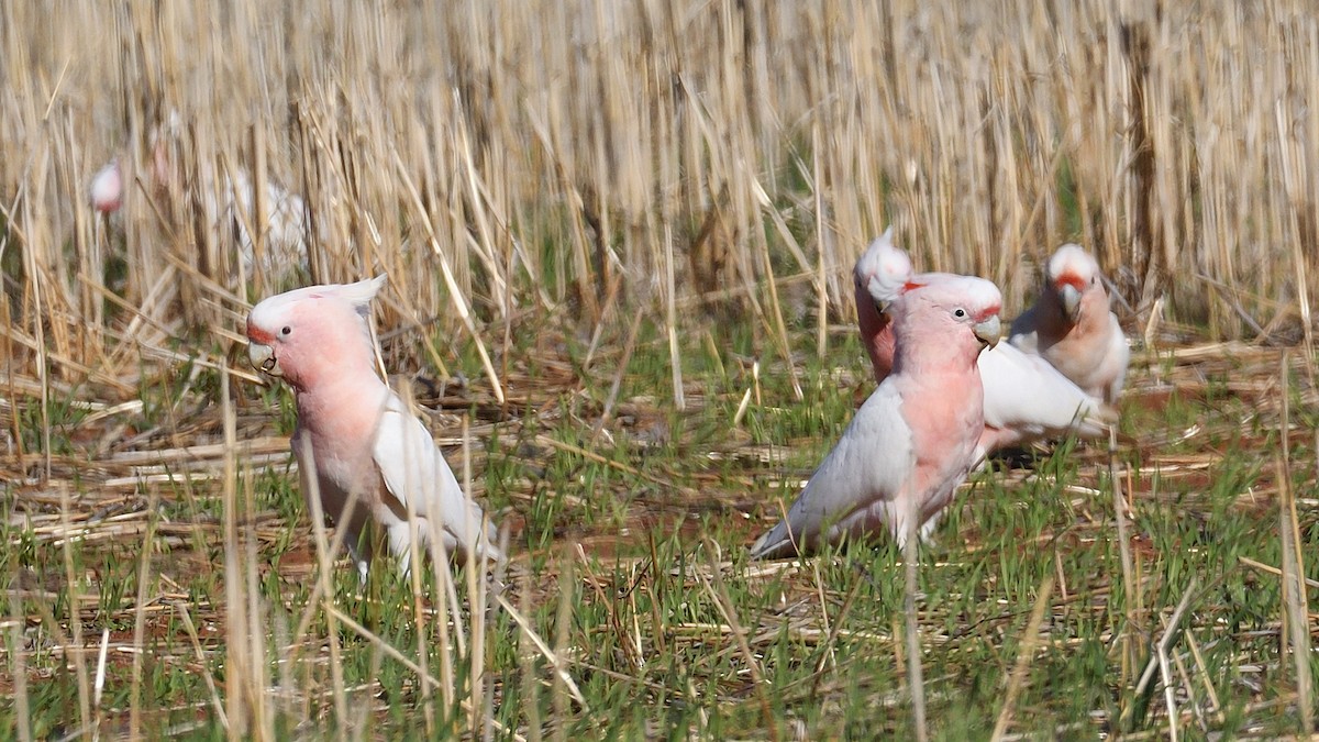 Pink Cockatoo - Elaine Rose