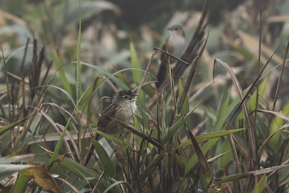 Chinese Grassbird - ML557213281