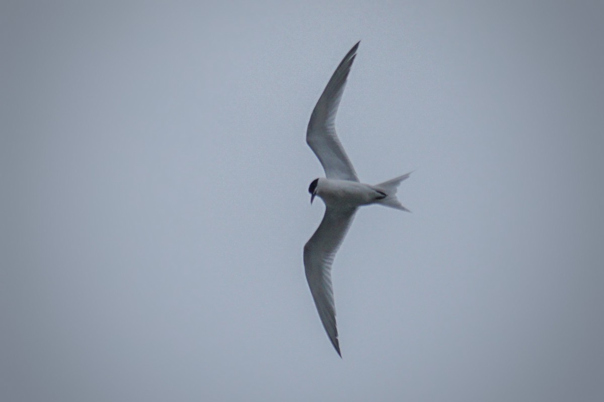 Sandwich Tern - Ander Alvarez