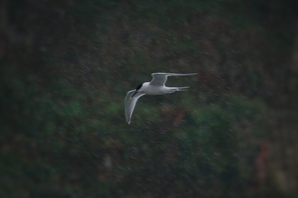 Sandwich Tern - Ander Alvarez