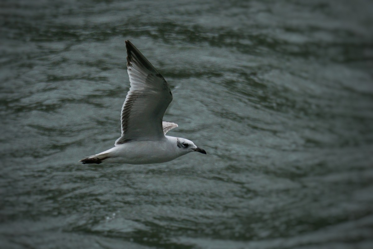 Mediterranean Gull - Ander Alvarez