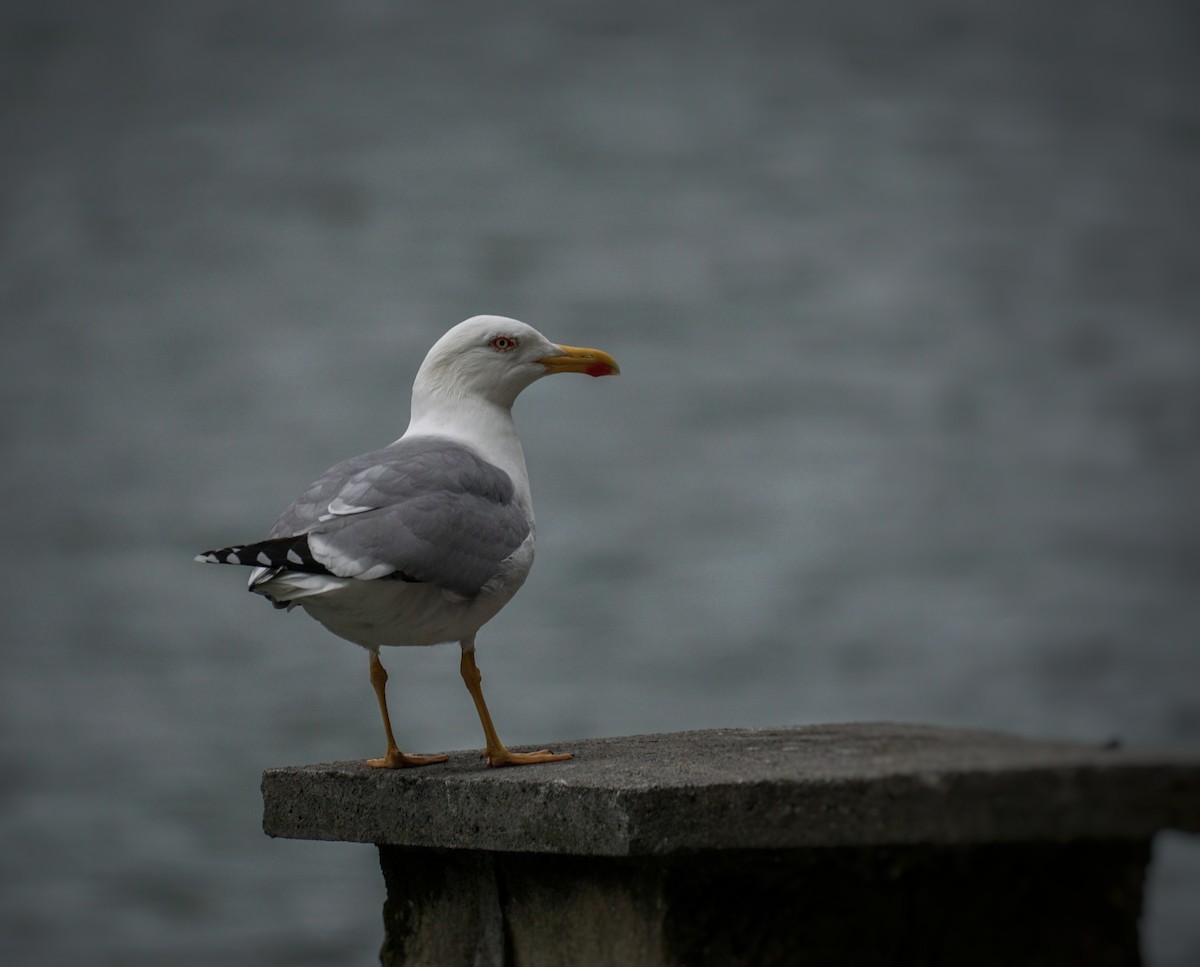 Yellow-legged Gull - Ander Alvarez