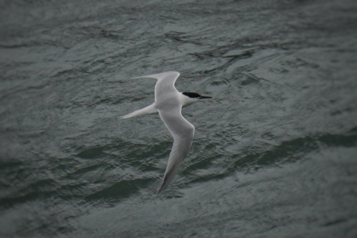 Sandwich Tern - Ander Alvarez