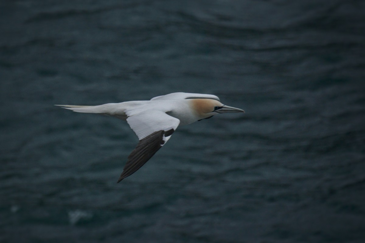 Northern Gannet - ML557214301